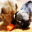 Can Toy & Treat Dispenser