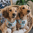 'Peach, Please' Adjustable Dog Harness